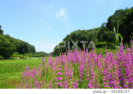 ミソハギの花と谷戸風景 ミソハギの花と谷戸風景 49288147