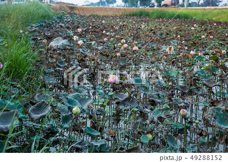Many Lotus drought in the field 49288152