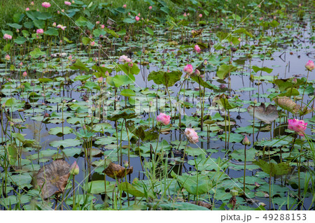 Many Lotus bloom in the pond Many Lotus bloom in the pond 49288153