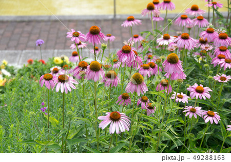 荒子川公園の花 49288163