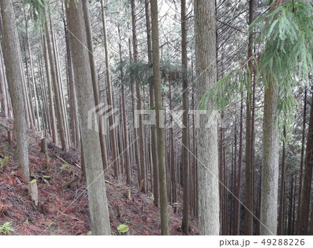 yoshino yoshino 49288226