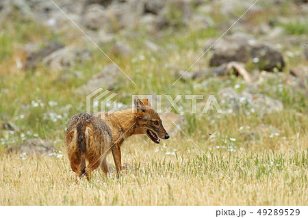 Golden jackal, Canis aureus, feeding scene Golden jackal, Canis aureus, feeding scene 49289529