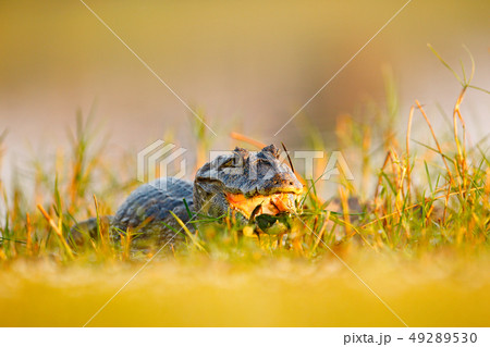 Portrait of Yacare Caiman in water plants Portrait of Yacare Caiman in water plants 49289530