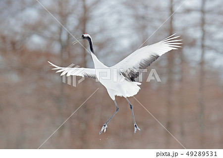 Flying White bird Red-crowned crane 49289531