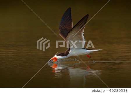 Black skimmer in flight above Rio Negro, Pantanal Black skimmer in flight above Rio Negro, Pantanal 49289533