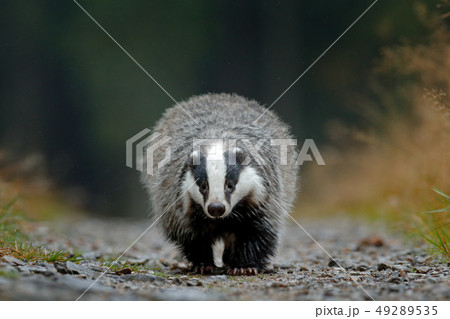 Badger running in forest road. Badger running in forest road. 49289535