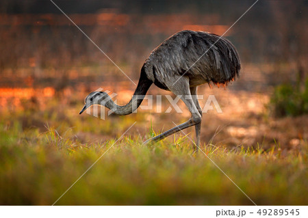 Greater Rhea, Rhea americana, big bird Greater Rhea, Rhea americana, big bird 49289545
