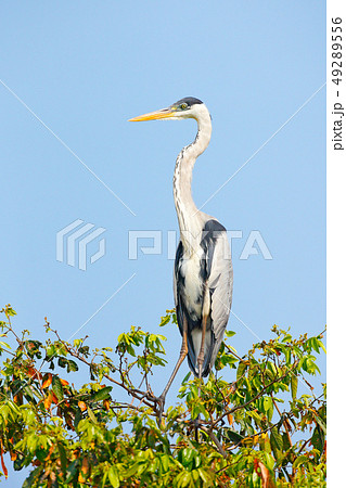 Cocoi heron, Ardea cocoi, bird with blue sky Cocoi heron, Ardea cocoi, bird with blue sky 49289556