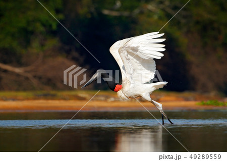 Jabiru, Jabiru mycteria, black and white bird 49289559