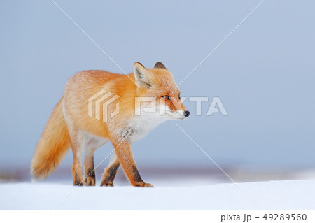 Red fox in white snow. Cold winter with orange fox Red fox in white snow. Cold winter with orange fox 49289560