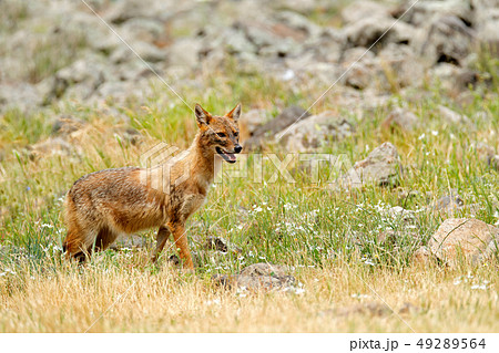 Golden jackal, Canis aureus, feeding scene Golden jackal, Canis aureus, feeding scene 49289564
