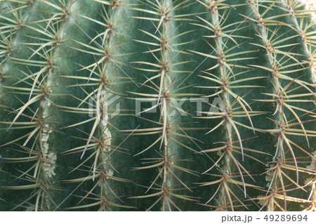 Cactus is a perennial shrub. Cactus is a perennial shrub. 49289694