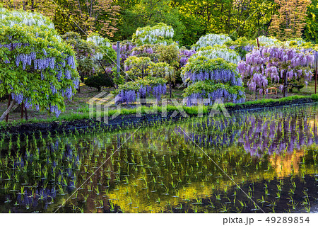 秋田県大館市　フジと田んぼ 49289854