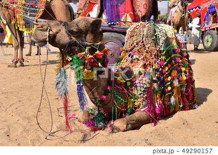 インドのラジャスタン州のプシュカル　カラフルな装飾品を身に付けたラクダの群れ　ラクダのアップ写真　 49290157