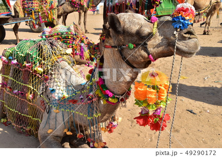 インドのラジャスタン州のプシュカル　カラフルな装飾品を身に付けたラクダの群れ　ラクダのアップ写真　 49290172