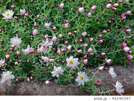 ハナカンザシの花 49290347