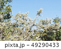 丘で見つけたいい匂いの花 49290433