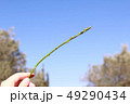野生のアスパラガス 49290434