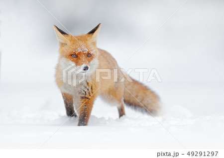 Red fox in white snow. Cold winter with orange fox Red fox in white snow. Cold winter with orange fox 49291297