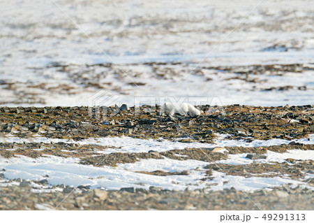 Polar fox in habitat, winter landscape, Svalbard Polar fox in habitat, winter landscape, Svalbard 49291313