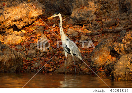 Cocoi heron, Ardea cocoi, bird with evening light Cocoi heron, Ardea cocoi, bird with evening light 49291315