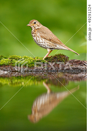 Grey brown song thrush Turdus philomelos 49291324
