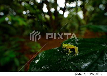 Frog in tropical habitat. Fleschmanns Glass Frog 49291328
