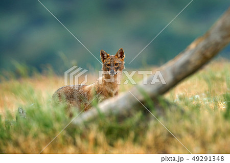 Golden jackal, Canis aureus, feeding scene 49291348