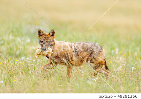 Golden jackal, Canis aureus, feeding scene Golden jackal, Canis aureus, feeding scene 49291366