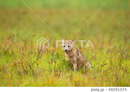 Crab-eating fox, Cerdocyon thous, forest fox Crab-eating fox, Cerdocyon thous, forest fox 49291374
