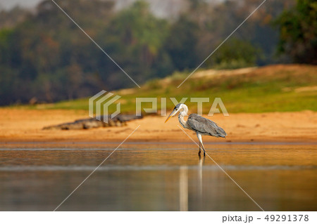 Cocoi heron, Ardea cocoi, bird with evening light Cocoi heron, Ardea cocoi, bird with evening light 49291378