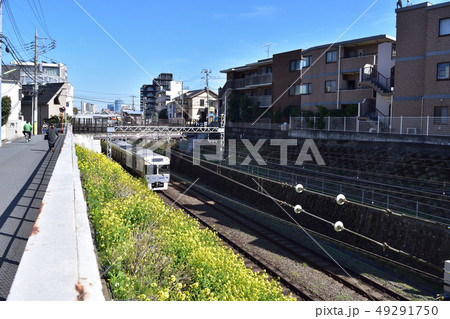 新代田・菜の花と井の頭線 49291750