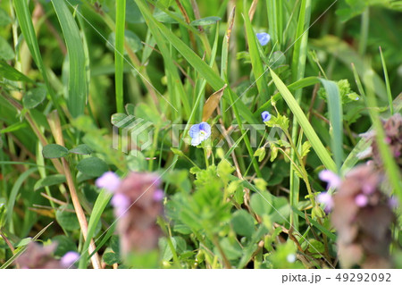 新田野駅　春の花オオイヌノフグリ　撮影協力：千葉県いすみ市、クラブツーリズム株式会社 49292092