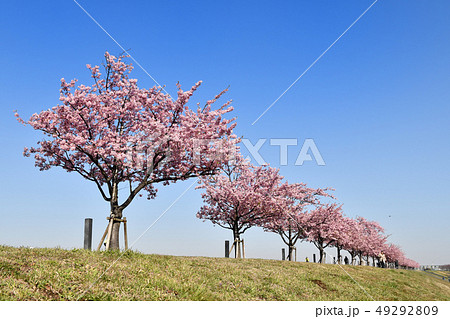 河津桜の並木 河津桜の並木 49292809