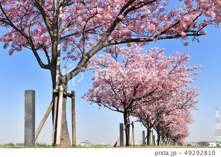河津桜の並木 河津桜の並木 49292810