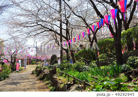 横須賀　衣笠山公園の桜まつり会場散策路 49292945