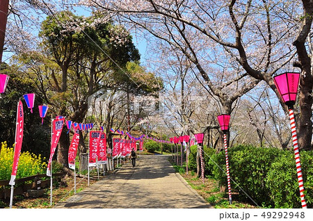横須賀市　衣笠山公園の桜並木 49292948