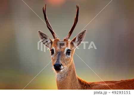 Portrait of Pampas Deer, Ozotoceros bezoarticus Portrait of Pampas Deer, Ozotoceros bezoarticus 49293151