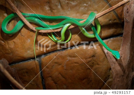 Green Vine Snake, Oxybelis fulgidus 49293157