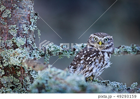Winter scene with Little Owl, Athene noctua 49293159