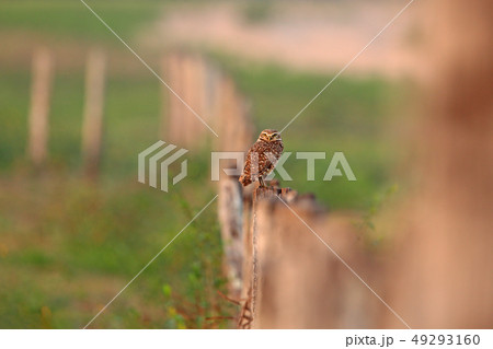 Animal in the nature habitat, Mato Grosso Animal in the nature habitat, Mato Grosso 49293160