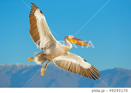 Great white pelican, Pelecanus crispus 49293170