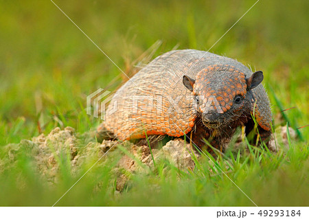 Six-Banded Armadillo, Yellow Armadillo Six-Banded Armadillo, Yellow Armadillo 49293184