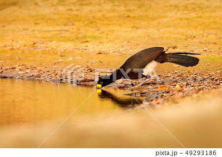 Curassow drinking lake water 49293186