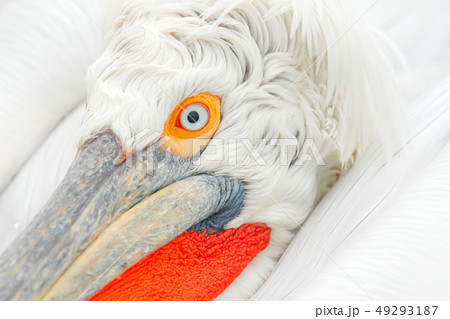 Eye detail Dalmatian pelican, Pelecanus crispus 49293187