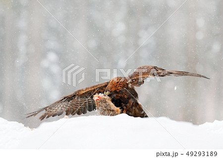Golden Eagle with catch hare in snowy winter 49293189