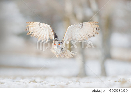 Flying Eastern Siberian Eagle Owl, Bubo bubo 49293190