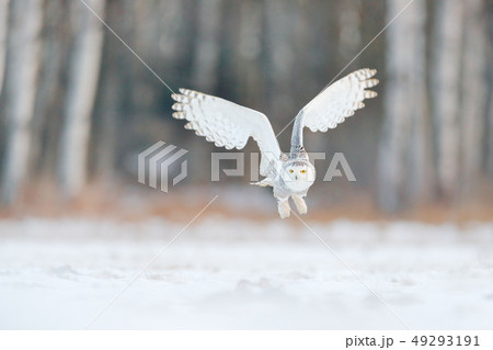 Beautiful flight of snowy owl landing in snow 49293191