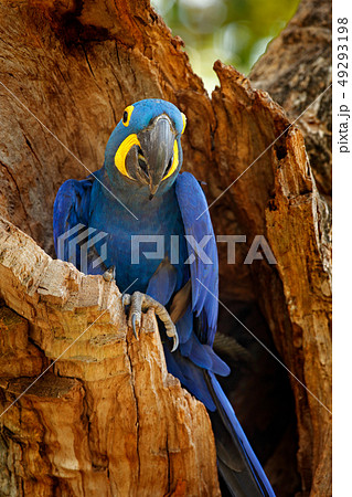 Hyacinth Macaw, Anodorhynchus hyacinthinus 49293198