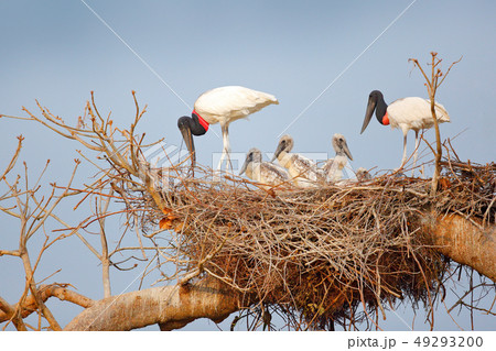 Bird family in nest. Parents with chicks. Bird family in nest. Parents with chicks. 49293200